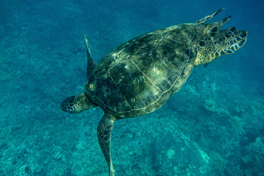 Sea turtle :: Hawaii Wedding Photography by infusedstudios.ca