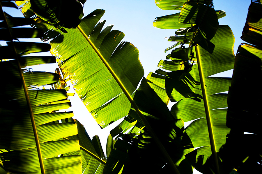 Leaves :: Hawaii Wedding Photography by infusedstudios.ca