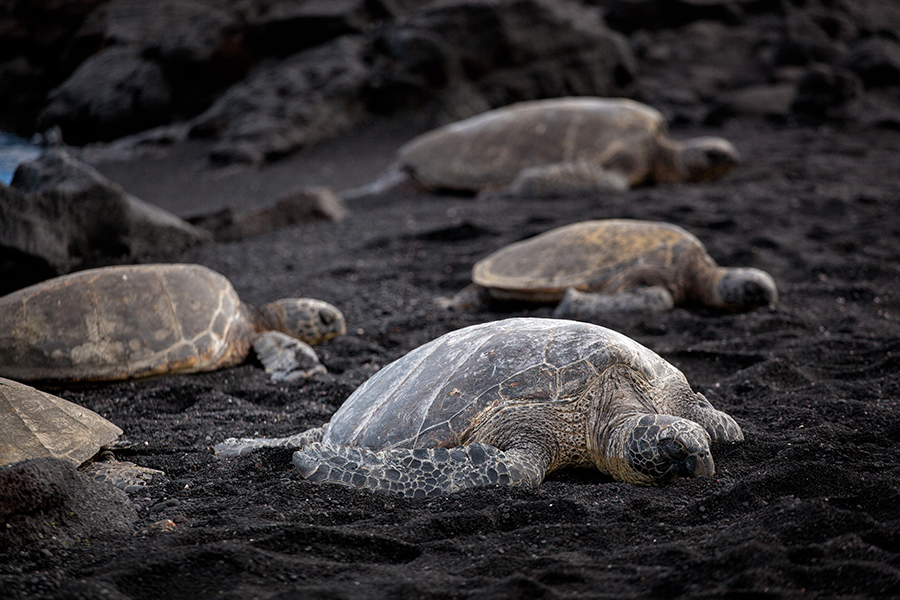 Turtles on the beach :: Hawaii Wedding Photography