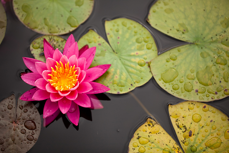 Water lily :: Vancouver Wedding Photography