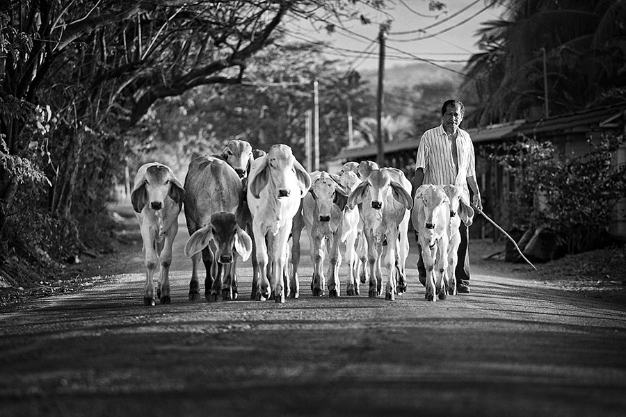 Goats :: Destination Wedding Photography