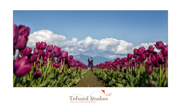 Purple Tulips by Seattle engagement photographers